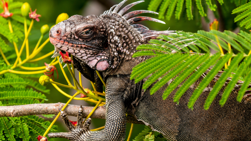 US Virgin Islands Wildlife